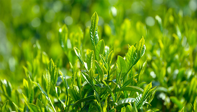 Matcha - Japanese Green Tea Farm