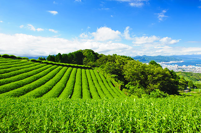 Japanese Tea Farm